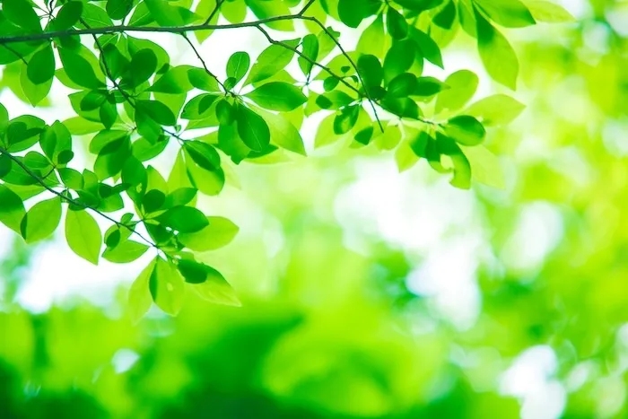 /image/AdobeStock_69073244.jpeg